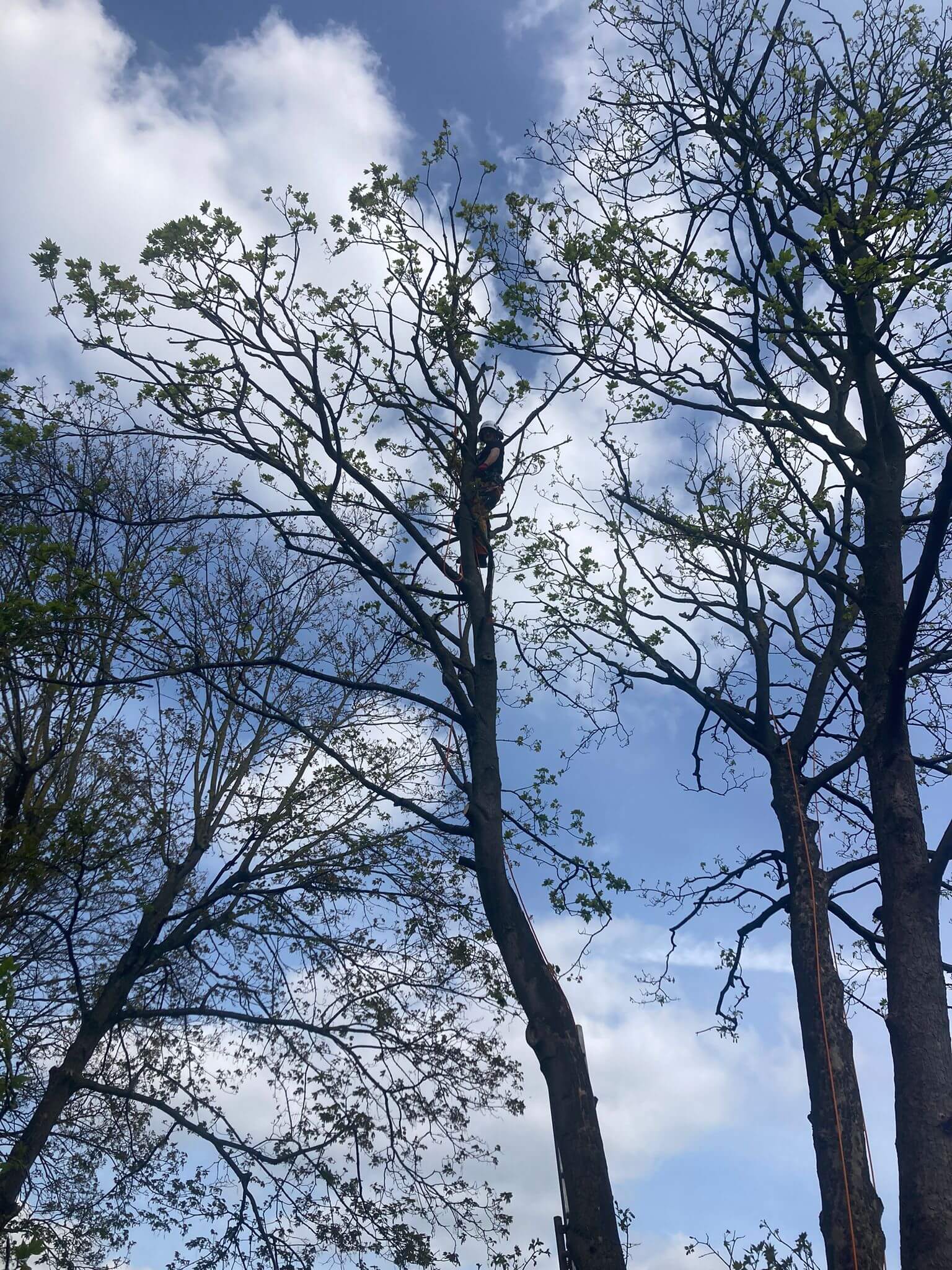 Tree felling Nottingham