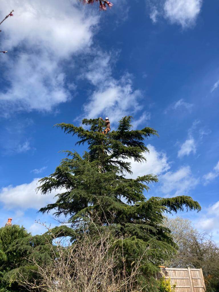 Tree surgery Nottingham