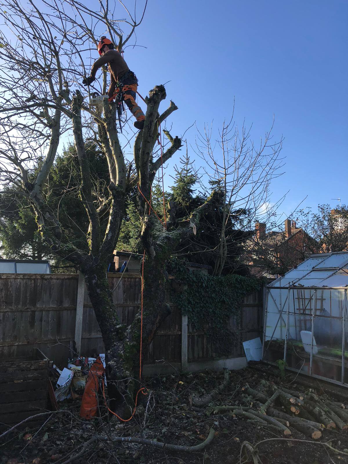 Large tree removal Nottingham