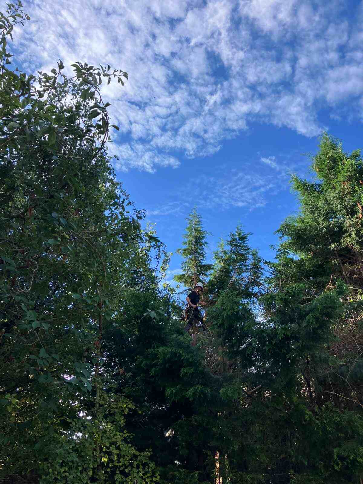 Professional arborist Nottingham